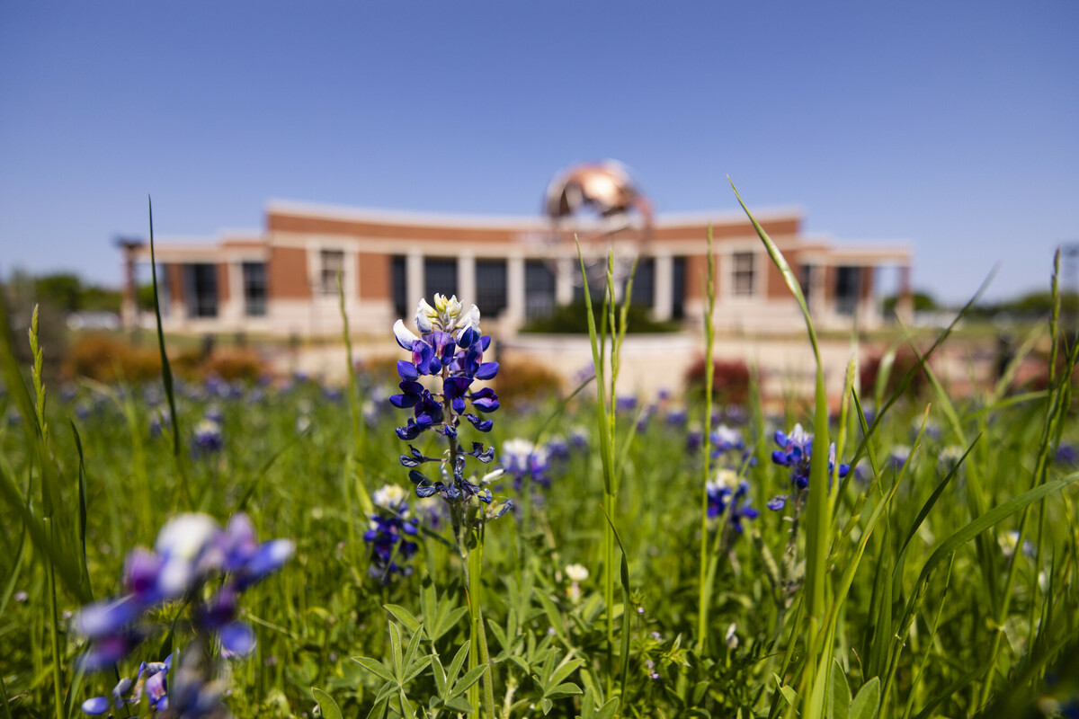 Bluebonetts in front of Plano Campus library